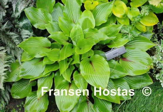 Hosta Almost